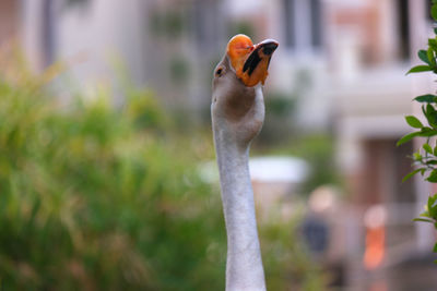 Close-up portrait of a bird