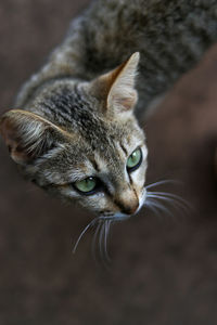 Beautiful brown cat with green eyes in stone ruins of angkor wat, cambodia