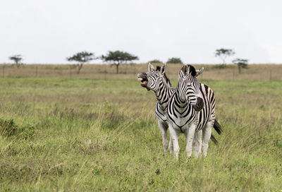 Zebras standing on grass