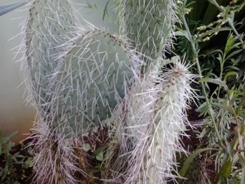 Close-up of plants