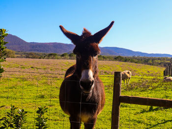 Horse on field against sky