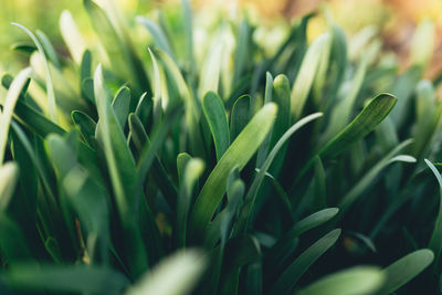 Small fresh green garlic leaves with macro effect. high quality photo