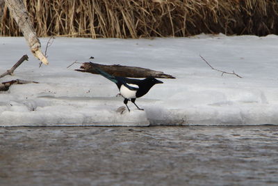 Bird on a lake