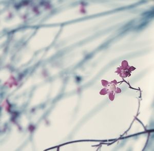 Close-up of pink flowers