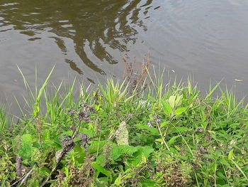 High angle view of turtle in lake