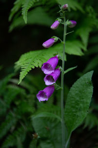 Close-up of purple flowering plant