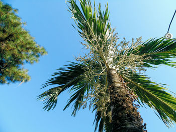 Low angle view of palm tree against blue sky