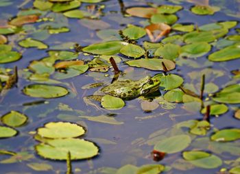 Water drops on leaves floating on lake