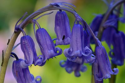 Close-up of purple flowers blooming outdoors