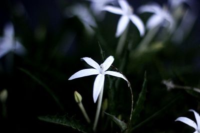 Close-up of white flowering plant