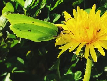 Close-up of butterfly pollinating on yellow flower