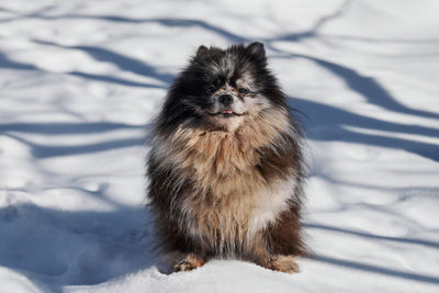 Close-up of dog on snow