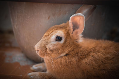 Close-up of a rabbit