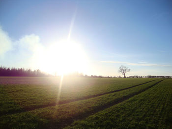 Sun shining through trees on grassy field