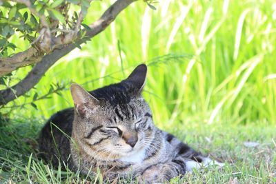 Close-up of cat sitting on field