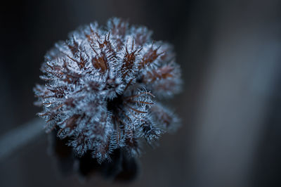 macro photography