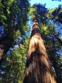 Low angle view of trees against sky