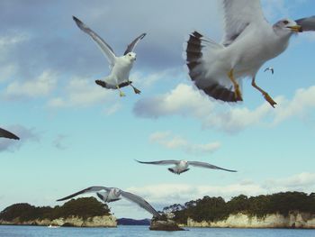 Seagulls flying over sea against sky