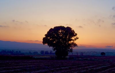 Tree on field against sky during sunset