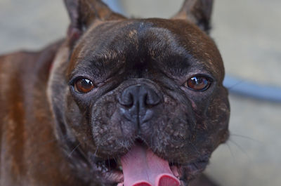 Close-up portrait of dog