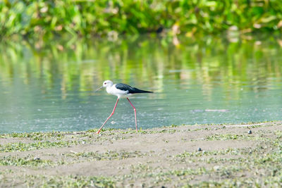 Bird perching on a lake