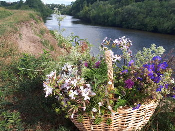 Flowering plants in basket by lake
