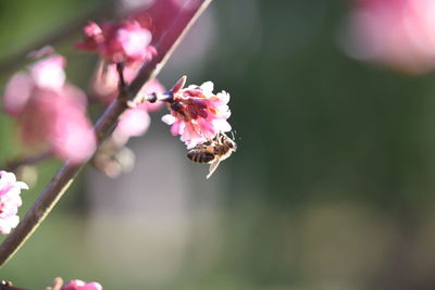 Close-up of pink flowering plant