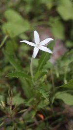 Close-up of white flowering plant