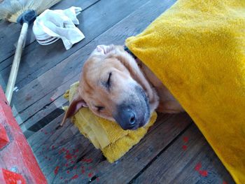 High angle view of dog lying on wooden floor