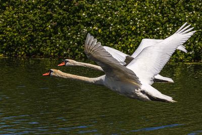 Seagulls flying over lake