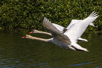 Swans in flight 