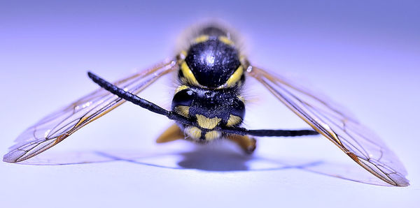 Close-up of insect against blue background
