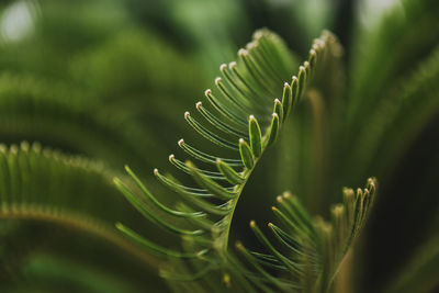 Various green palm tree leaves in nature outdoor close up. natural wallpaper background