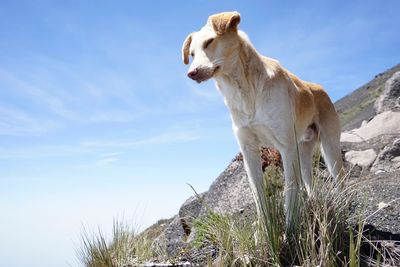 Low angle view of dog on rock against sky