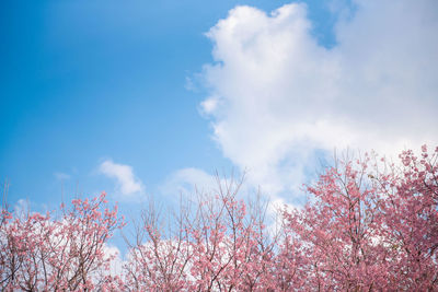 Low angle view of cherry trees against blue sky