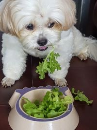 Portrait of a dog
