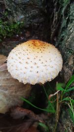 Close-up of mushroom growing in forest