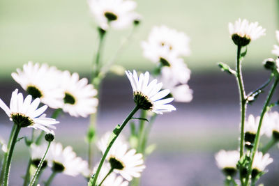 Close-up of white flowering plant on field