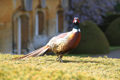 Close-up of bird perching on a field