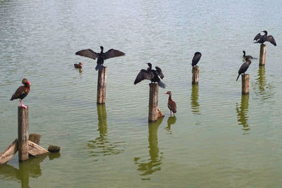 Birds perching on lake