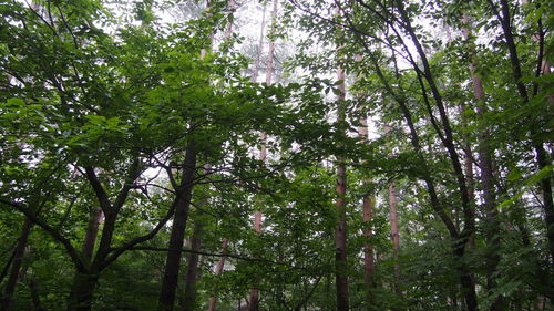 Low angle view of trees in forest