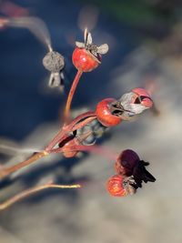 Close-up of rose fruits