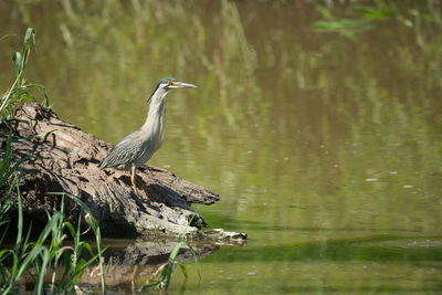 Striated heron stands on log by water