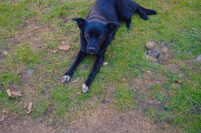 Dog on grassy field