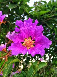 Close-up of pink flowers blooming outdoors