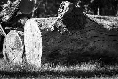 Close-up of tree trunk on field