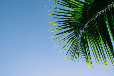 Low angle view of palm tree against clear blue sky