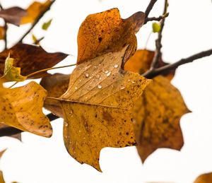 Close-up of autumnal leaves against blurred background