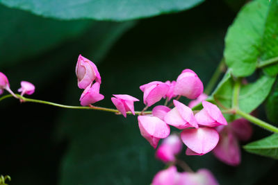 Close-up of pink flowering plant