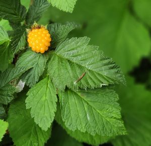Close-up of fresh green plant with red leaves